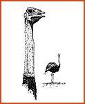 Ostrich